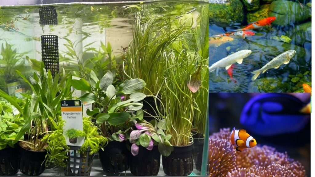 case study pond universe